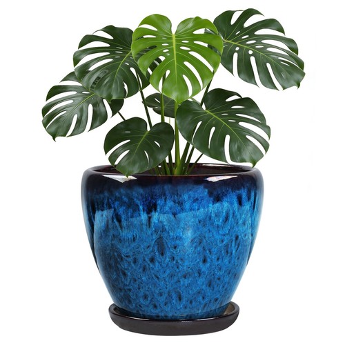 Ceramic plant pots with - plant,